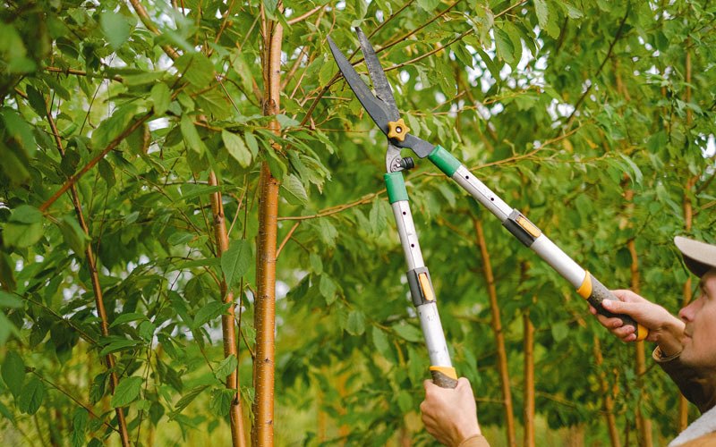 Tree trimming in Merlin, OR